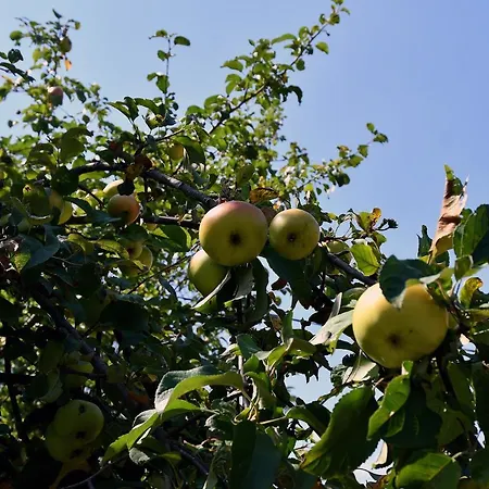 Keep Calm Edition * Konjic